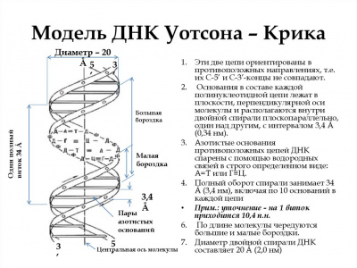 На столе лежат пятиугольники